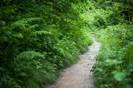landscape, nature, trees, grass thumbnail