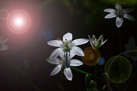 close-up photography of white petaled flower in bloom thumbnail