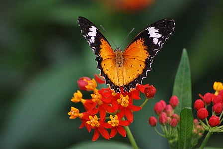 closeup photography of brown and black butterfly on red flower thumbnail