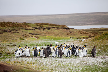 group of penguins near mountain thumbnail