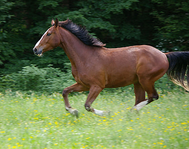 brown horse running on yellow petaled flower field during daytime thumbnail