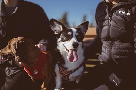 two people holding their dogs thumbnail