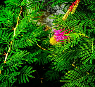 Fern Plant thumbnail