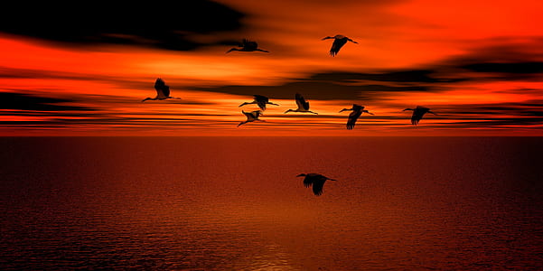silhouette of migratory birds during golden hour thumbnail