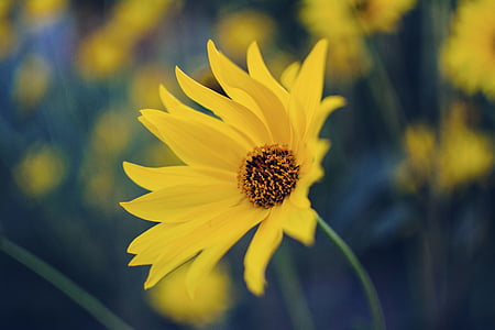 shallow focus photo of yellow Calendula flower thumbnail
