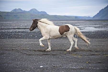 white and brown horse running on gray sand thumbnail