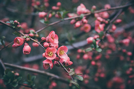 closeup photo of pink petaled flowers thumbnail