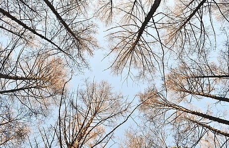worm's eye view of bare trees during daytime thumbnail