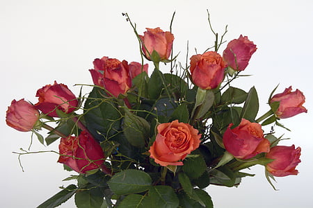 pink roses thumbnail