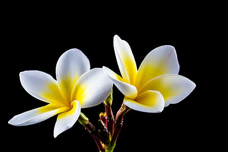 closeup photo of two white-and-yellow Plumeria flowers thumbnail