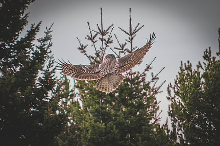 brown owl flying near trees thumbnail