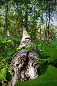 closeup photo of gray trunks and green leaves thumbnail