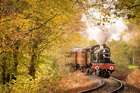 train travelling between trees at daytime thumbnail
