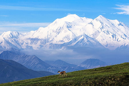deer runs on green grass field near glacier mountains thumbnail