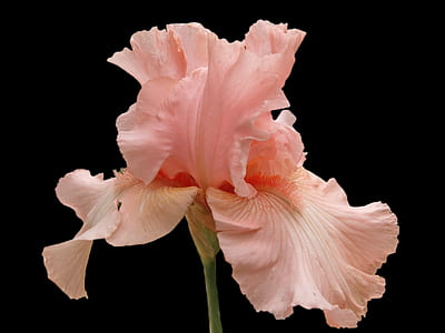 closeup photo of pink flower thumbnail