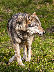 photo of beige and black wolf thumbnail