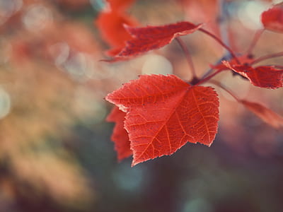 selective focus photography of red maple leaf thumbnail