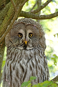 gray owl on tree branch thumbnail