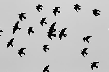 low angle photo of flock of birds flying at daytime thumbnail