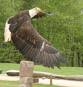brown and white eagle flying above stacked stones at daytime thumbnail