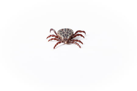close-up photography of gray and brown lice wallpaper thumbnail