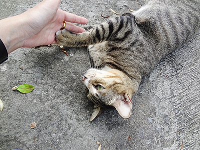person holding brown tabby cat thumbnail