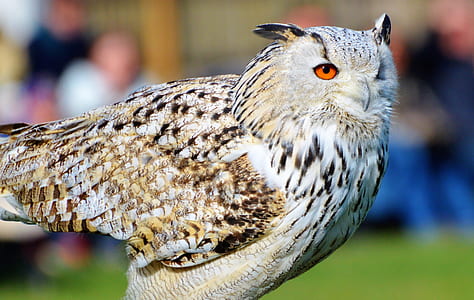 selective focus photography of white and brown owl thumbnail
