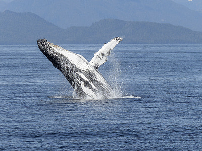gray whale on body of water at daytime thumbnail