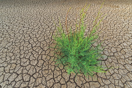 landscape photography of green leafed plant on dried land thumbnail