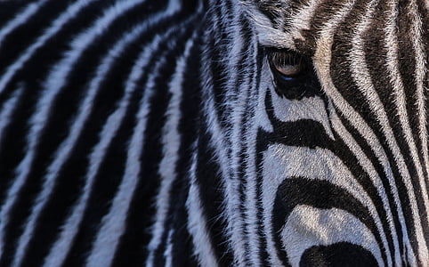 zebra thumbnail