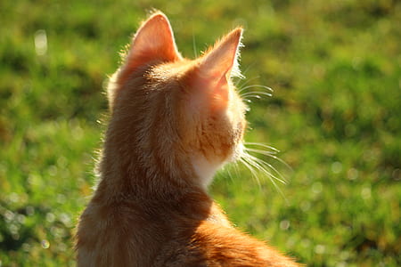 shallow focus photography of orange tabby cat thumbnail