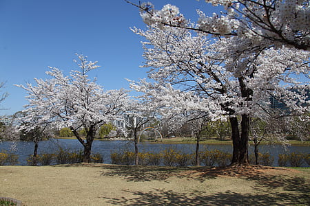 white leafed trees beside river during daytime thumbnail