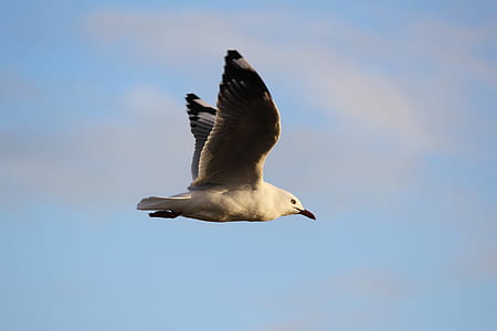 seagull on mid air thumbnail