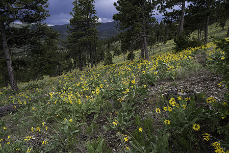 Mountainside with flowers on Mount Helena, Montana thumbnail