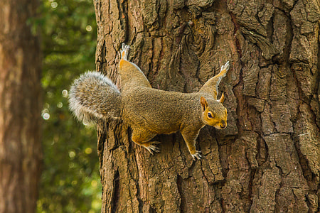 brown squirrel on tree trunk thumbnail