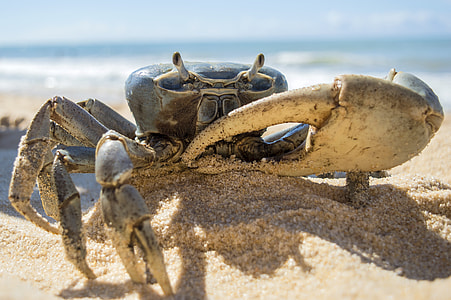 Blue Crab on Sandy Beach thumbnail