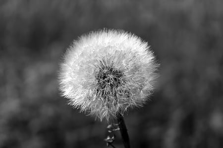 grayscale photography of dandelion flower thumbnail