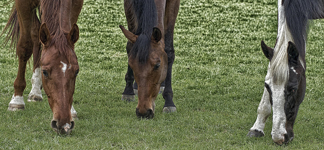 three brown and white horses eating grass thumbnail
