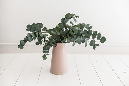 green leafed plant with beige pot thumbnail