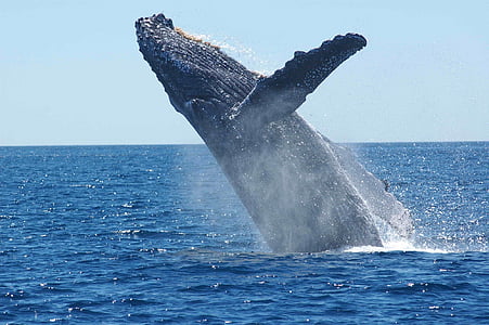 black humpback whale thumbnail