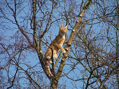 orange tabby cat on tree stem thumbnail