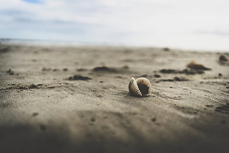 seashell on seashore thumbnail