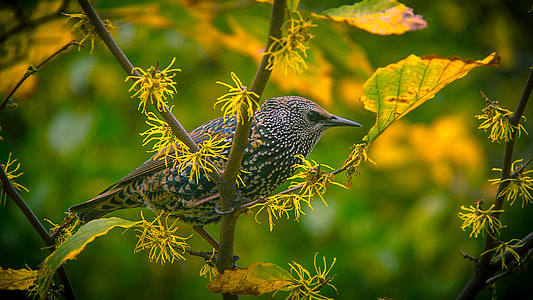gray bird on tree trunk thumbnail