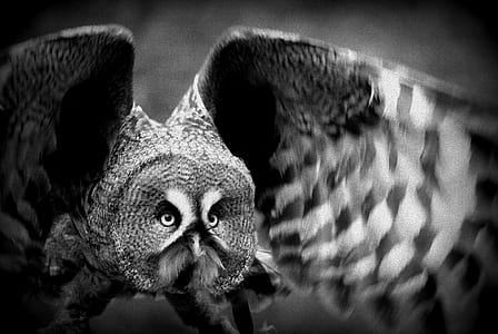 grayscale flying owl thumbnail