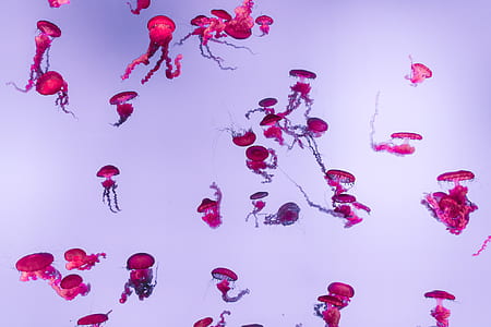 school of pink jellyfish with white background thumbnail