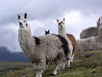 three llamas on mountain thumbnail