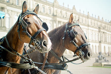 two brown horses thumbnail