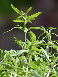 green leafed plant thumbnail