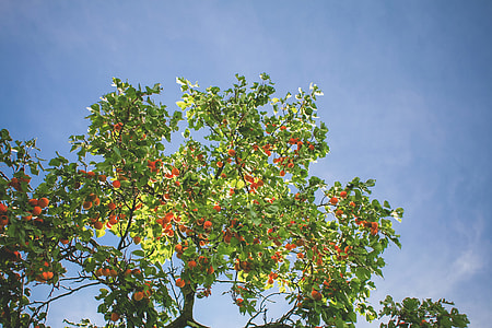 Apricot Tree in the Sky thumbnail