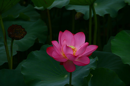 close photo of Lily flowers with lily pads thumbnail